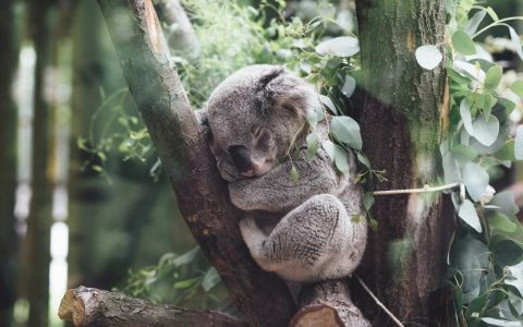 sleeping coala