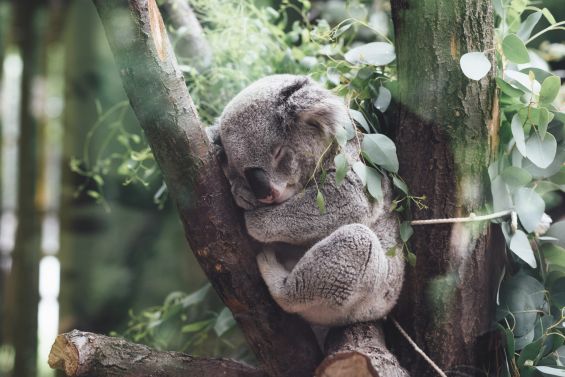 sleeping coala