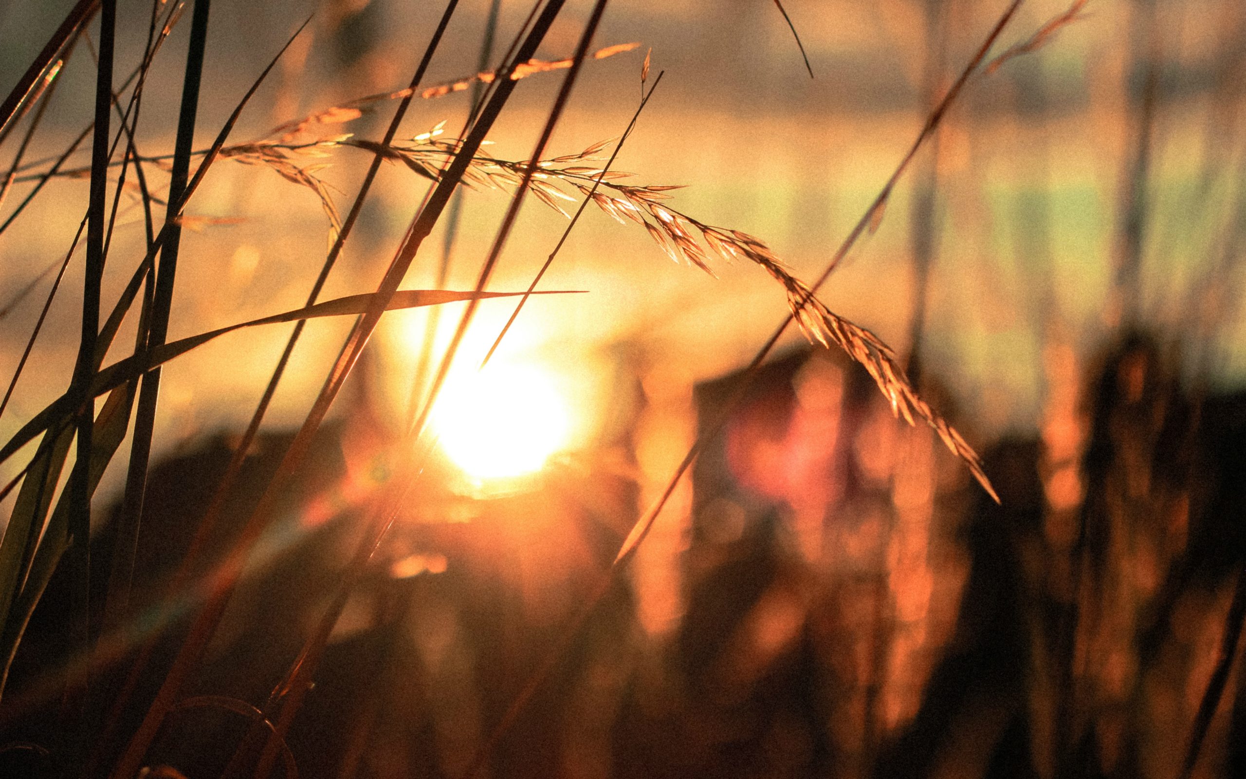 grass field in the sun